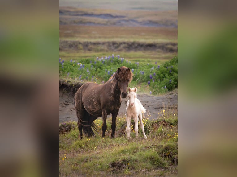 Pony Islandese Giumenta 5 Anni 133 cm Morello in Hella