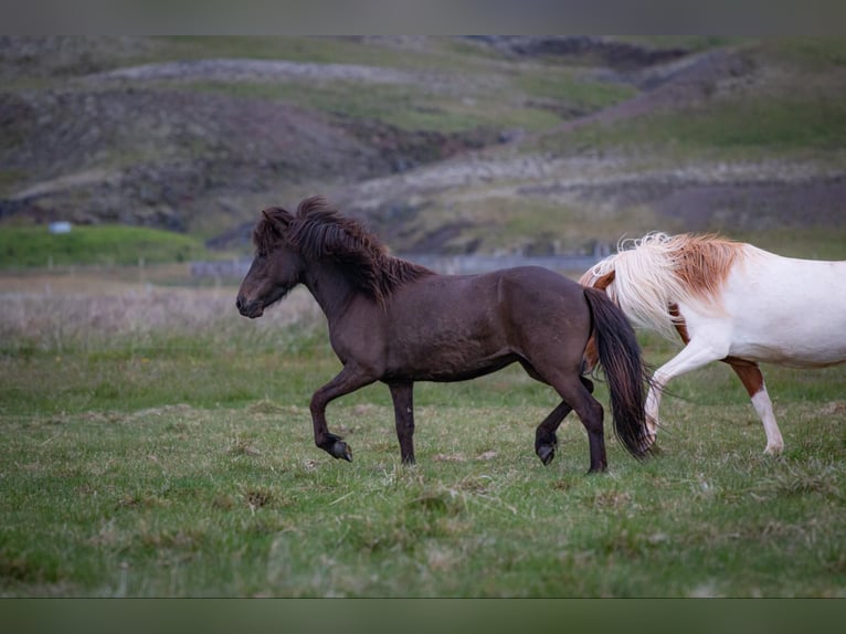 Pony Islandese Giumenta 5 Anni 133 cm Morello in Hella