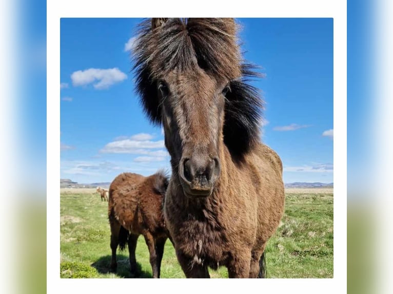 Pony Islandese Giumenta 5 Anni 133 cm Morello in Hella