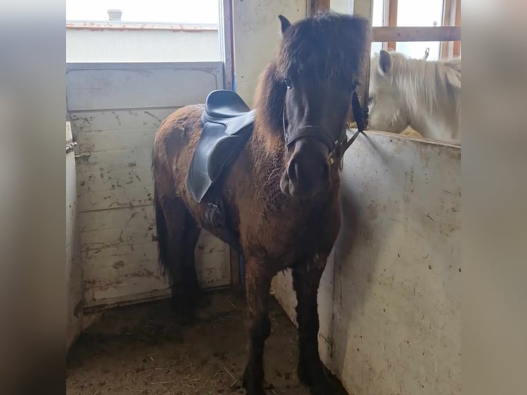 Pony Islandese Giumenta 5 Anni 133 cm Morello in Hella