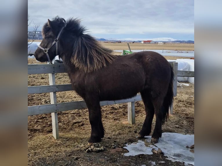 Pony Islandese Giumenta 5 Anni 133 cm Morello in Hella