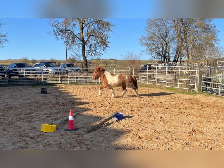Pony Islandese Giumenta 5 Anni 134 cm Pezzato in Wassertrüdingen