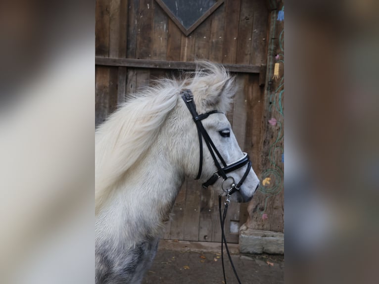 Pony Islandese Giumenta 5 Anni 135 cm Grigio in Wadersloh