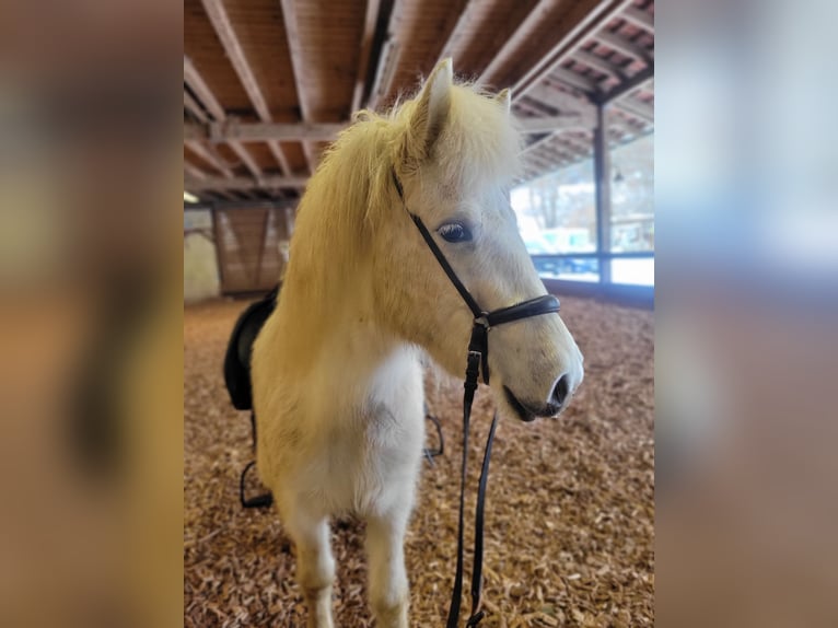 Pony Islandese Giumenta 5 Anni 135 cm Grigio in Haslach