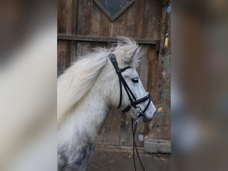 Pony Islandese Giumenta 5 Anni 135 cm Grigio in WaderslohWadersloh
