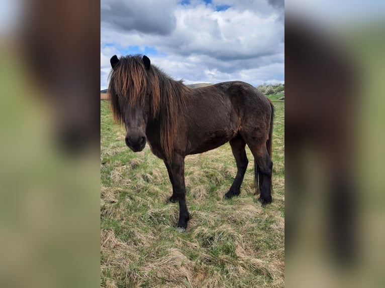 Pony Islandese Giumenta 5 Anni 136 cm Baio nero in Kolverath