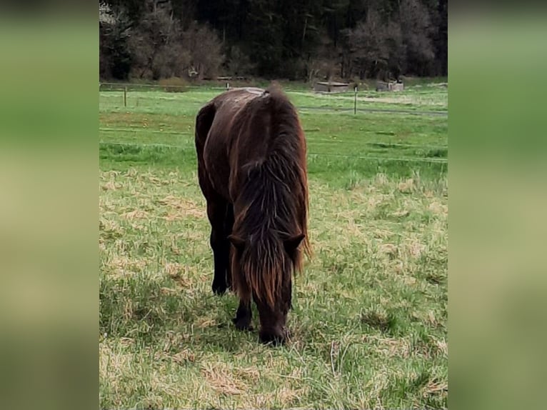 Pony Islandese Giumenta 5 Anni 136 cm Baio nero in Kolverath