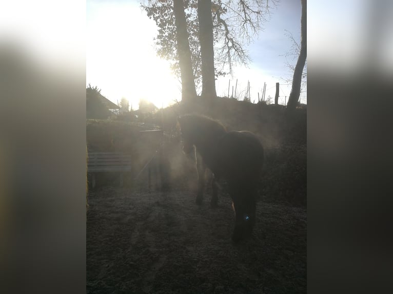 Pony Islandese Giumenta 5 Anni 136 cm Morello in Iffeldorf