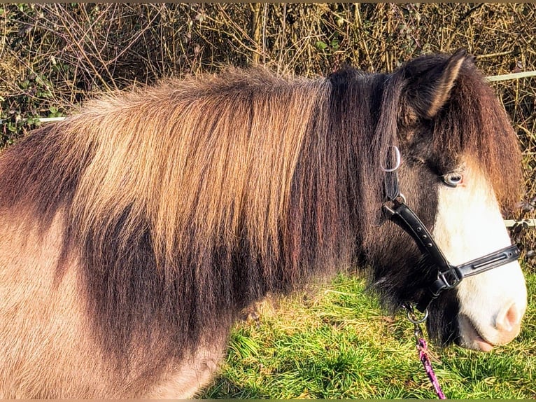 Pony Islandese Giumenta 5 Anni 136 cm Pezzato in Püttlingen