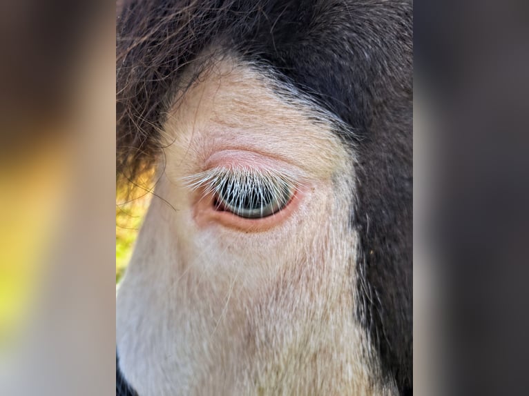 Pony Islandese Giumenta 5 Anni 136 cm Pezzato in Püttlingen