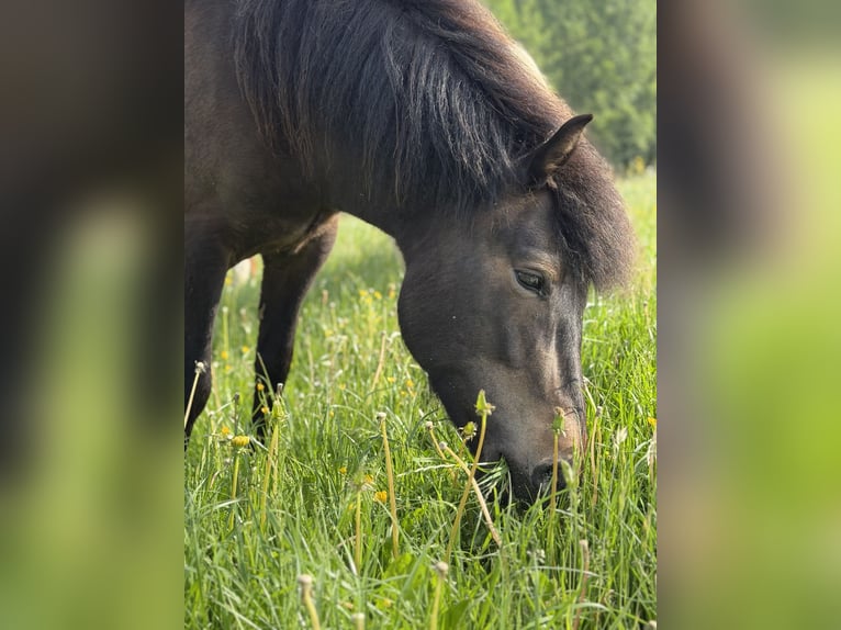 Pony Islandese Giumenta 5 Anni 137 cm Baio scuro in Herscheid