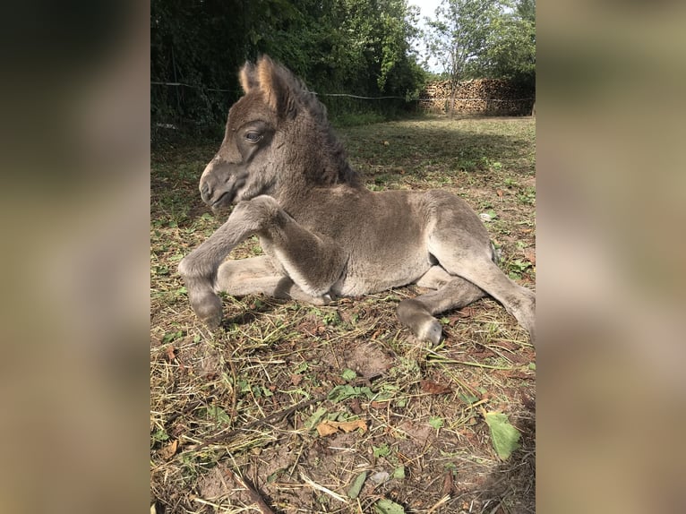 Pony Islandese Giumenta 5 Anni 137 cm Morello in K&#xE4;shofen