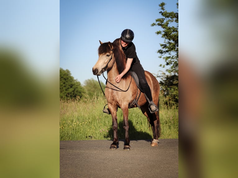 Pony Islandese Giumenta 5 Anni 137 cm Pelle di daino in Freudenberg