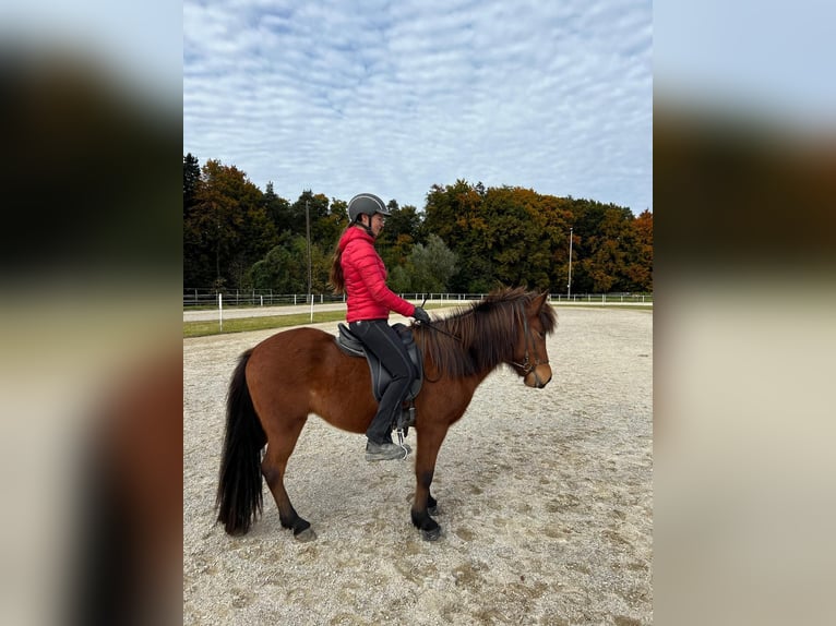 Pony Islandese Giumenta 5 Anni 138 cm Baio in Sankt Radegund