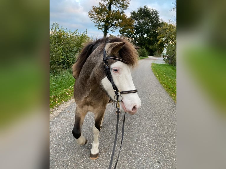 Pony Islandese Giumenta 5 Anni 138 cm in Blunk