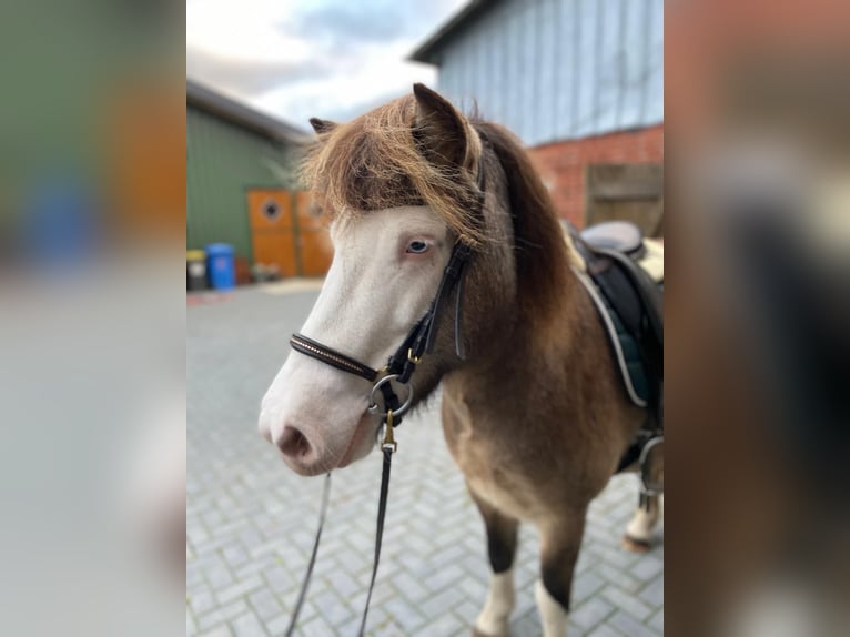 Pony Islandese Giumenta 5 Anni 138 cm in Blunk