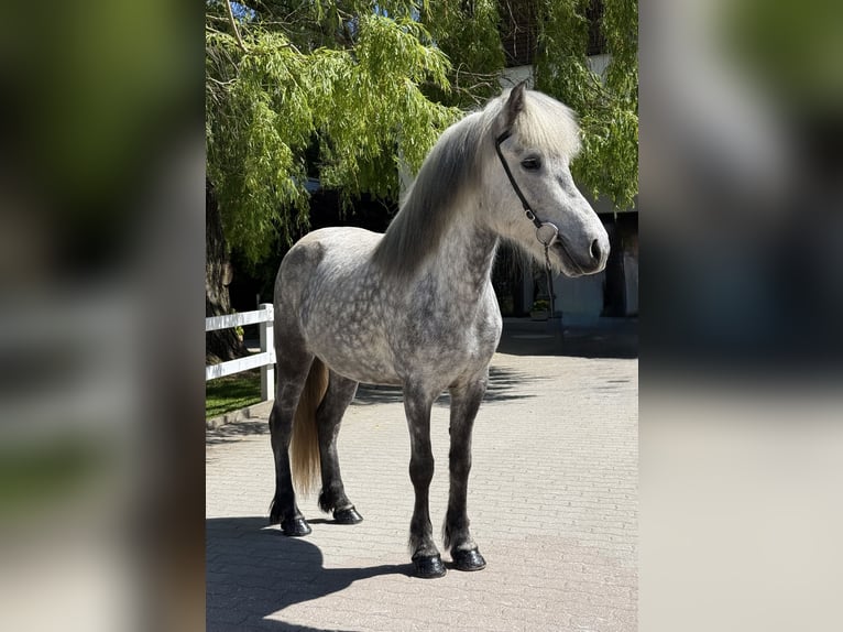 Pony Islandese Giumenta 5 Anni 138 cm Grigio in Lochen am See