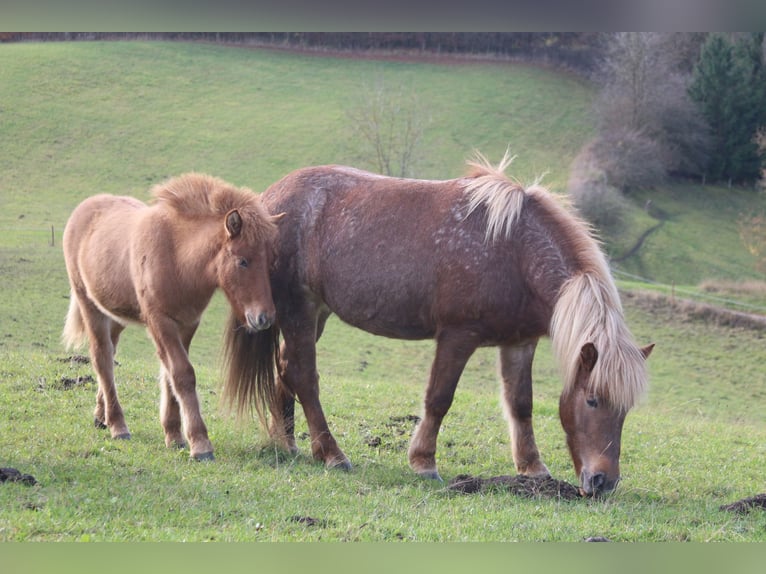 Pony Islandese Giumenta 5 Anni 138 cm Roano rosso in Lennestadt