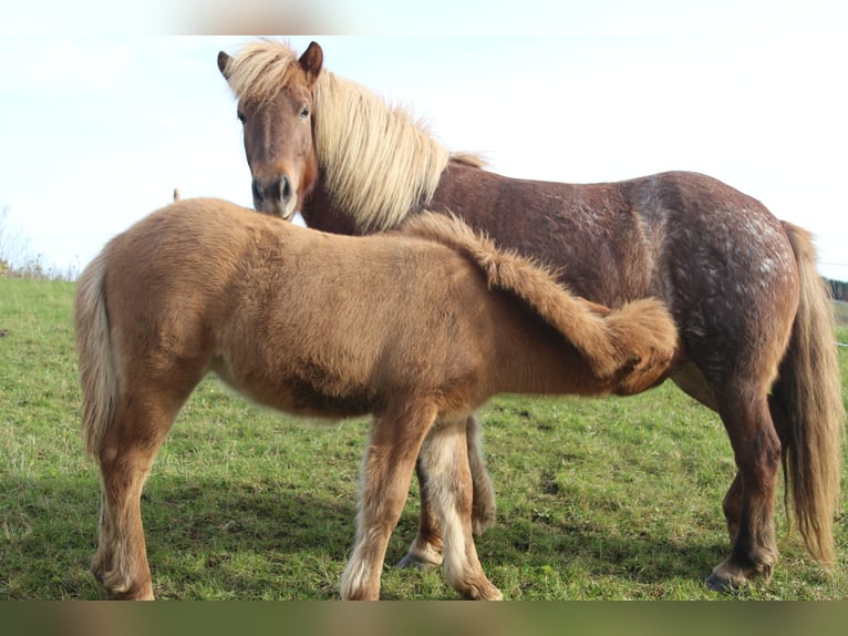 Pony Islandese Giumenta 5 Anni 138 cm Roano rosso in Lennestadt