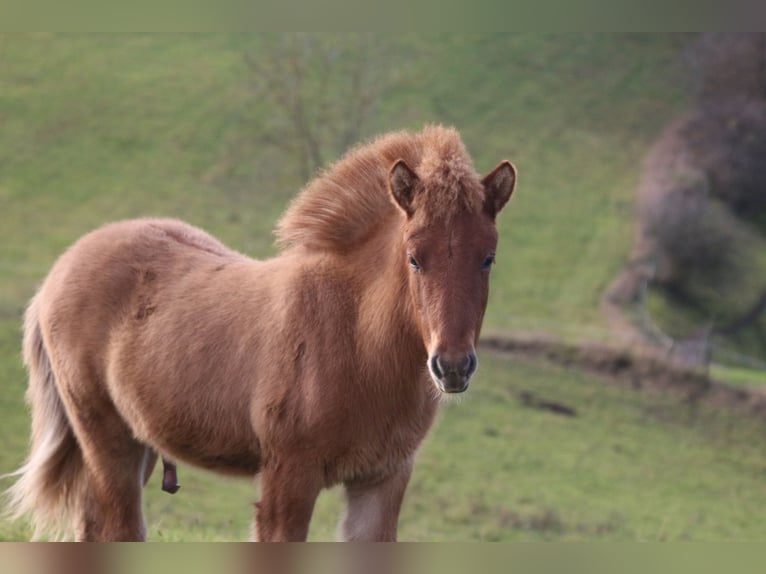 Pony Islandese Giumenta 5 Anni 138 cm Roano rosso in Lennestadt