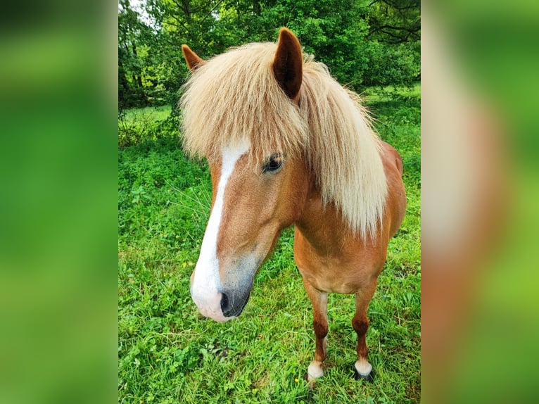 Pony Islandese Giumenta 5 Anni 138 cm Sauro in Heeslingen OT Boitzen