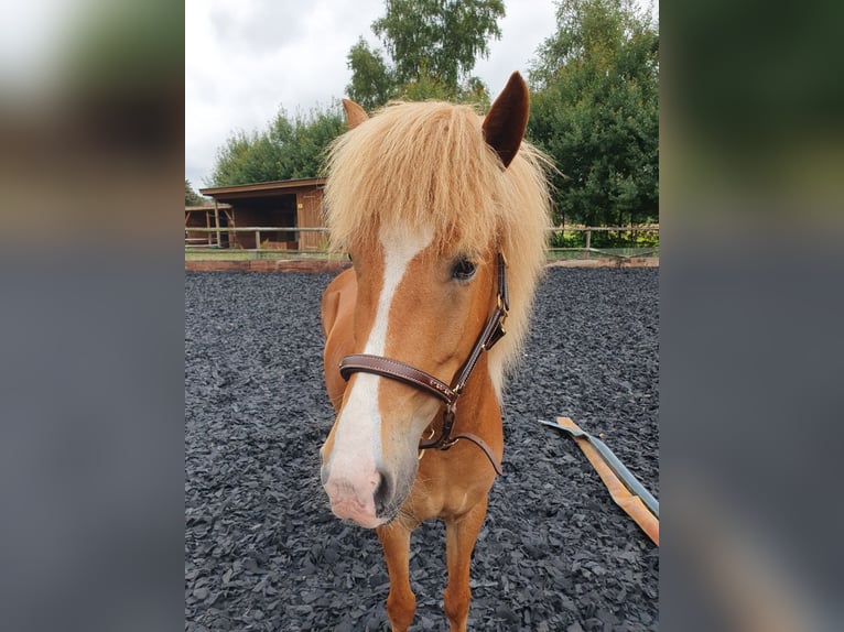 Pony Islandese Giumenta 5 Anni 138 cm Sauro in Heeslingen OT Boitzen