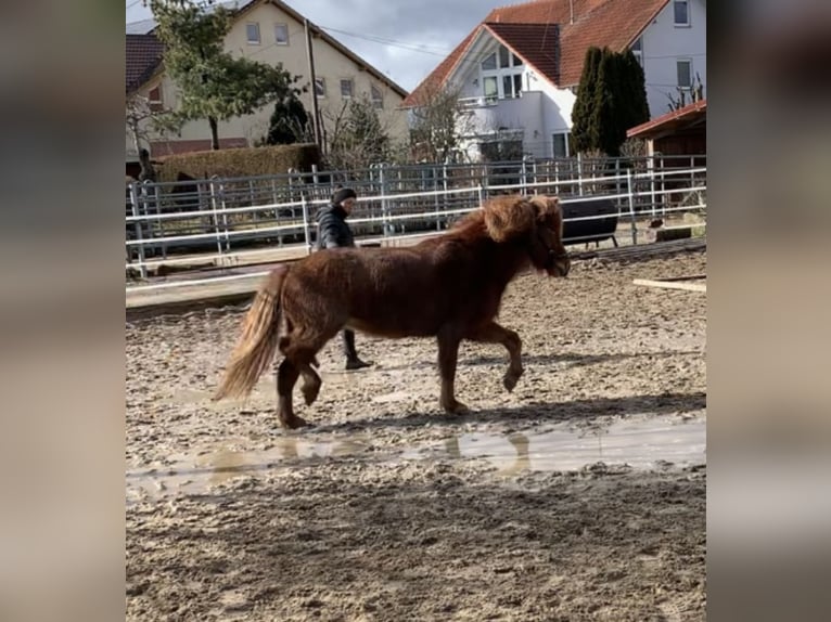 Pony Islandese Giumenta 5 Anni 138 cm Sauro in Calw