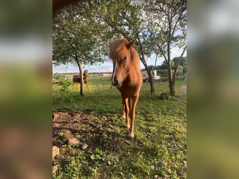 Pony Islandese Giumenta 5 Anni 138 cm Sauro in Calw