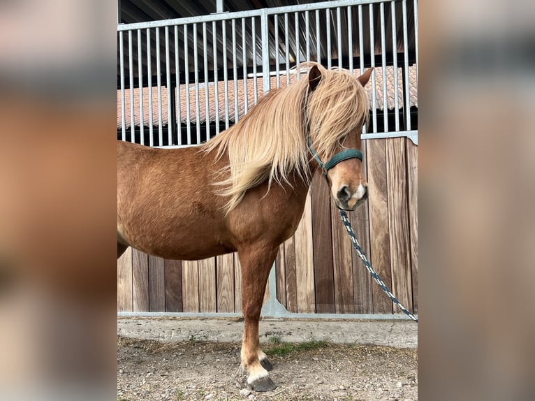 Pony Islandese Giumenta 5 Anni 138 cm Sauro in Flatow