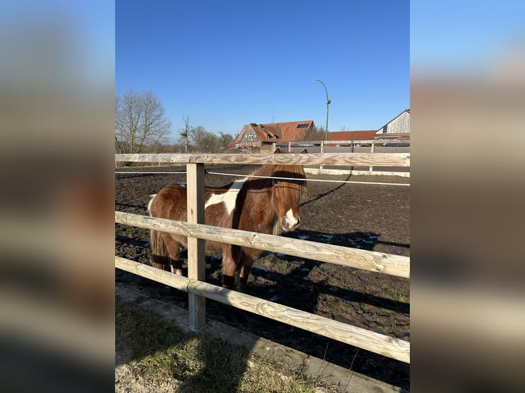 Pony Islandese Mix Giumenta 5 Anni 138 cm Sauro in Münster