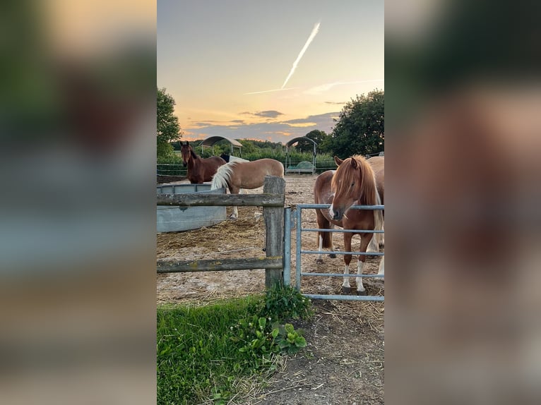 Pony Islandese Mix Giumenta 5 Anni 138 cm Sauro in Münster