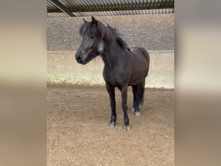 Pony Islandese Giumenta 5 Anni 139 cm Morello in Schwarzenbruck