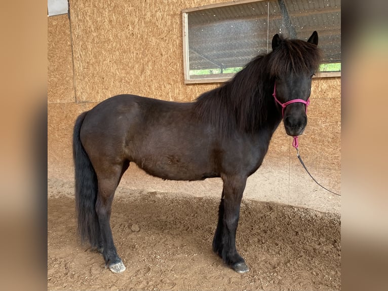 Pony Islandese Giumenta 5 Anni 139 cm Morello in Schwarzenbruck