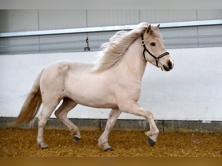 Pony Islandese Giumenta 5 Anni 139 cm Palomino in Königswinter
