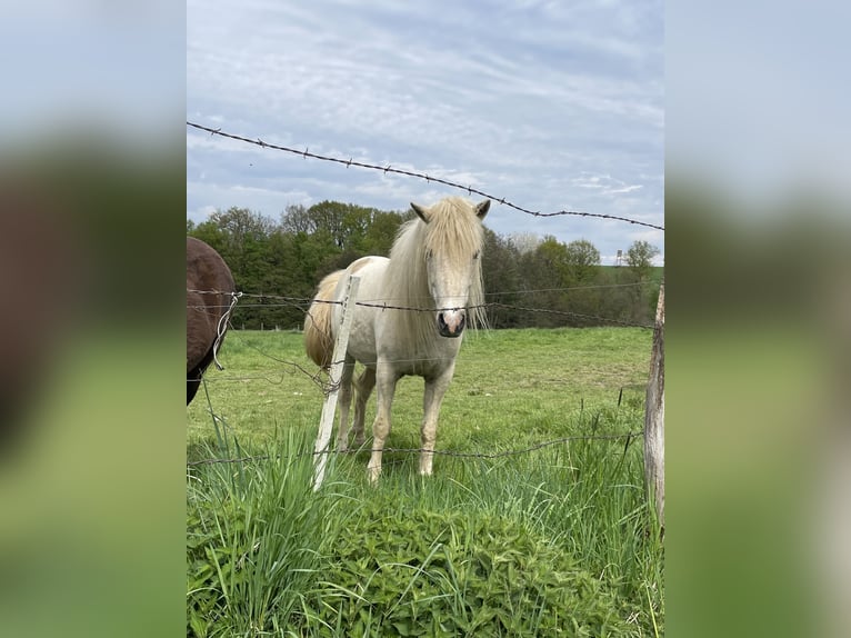 Pony Islandese Giumenta 5 Anni 139 cm Palomino in Königswinter