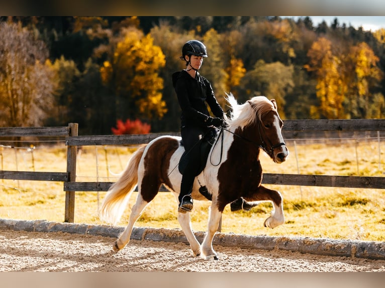 Pony Islandese Giumenta 5 Anni 139 cm Pezzato in Taufkirchen an der Trattnach