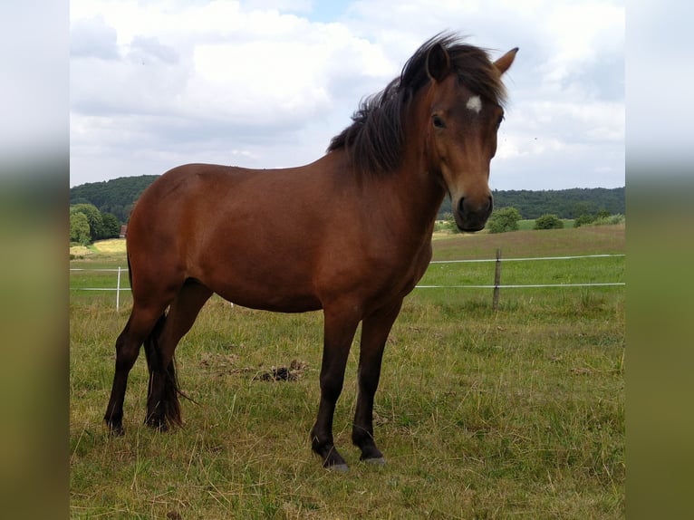 Pony Islandese Giumenta 5 Anni 140 cm Baio in Hosenfeld