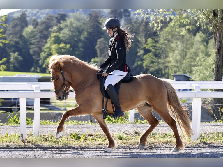 Pony Islandese Giumenta 5 Anni 140 cm Falbo in Fronreute