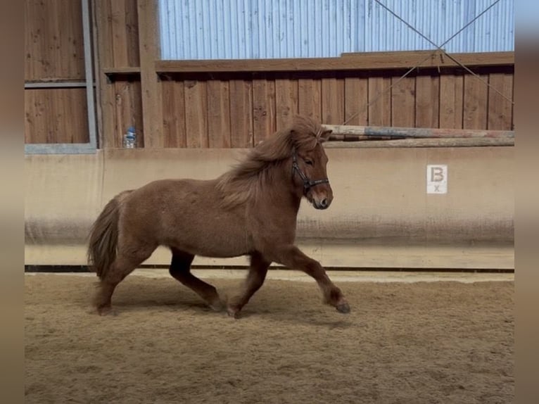 Pony Islandese Giumenta 5 Anni 140 cm Falbo in Fronreute
