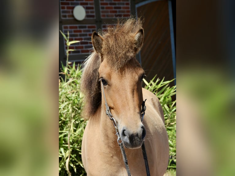 Pony Islandese Giumenta 5 Anni 140 cm Falbo in Soltau