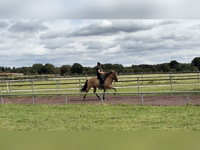 Pony Islandese Giumenta 5 Anni 140 cm Falbo in Soltau