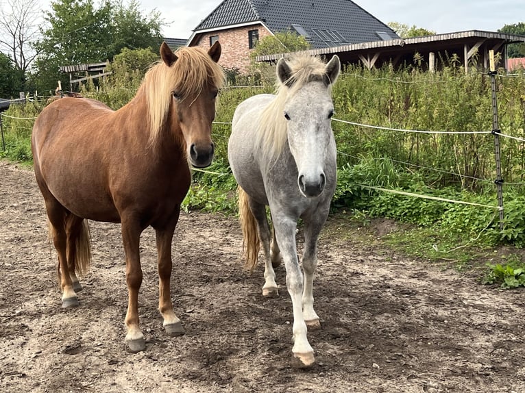 Pony Islandese Giumenta 5 Anni 140 cm Grigio in Koberg