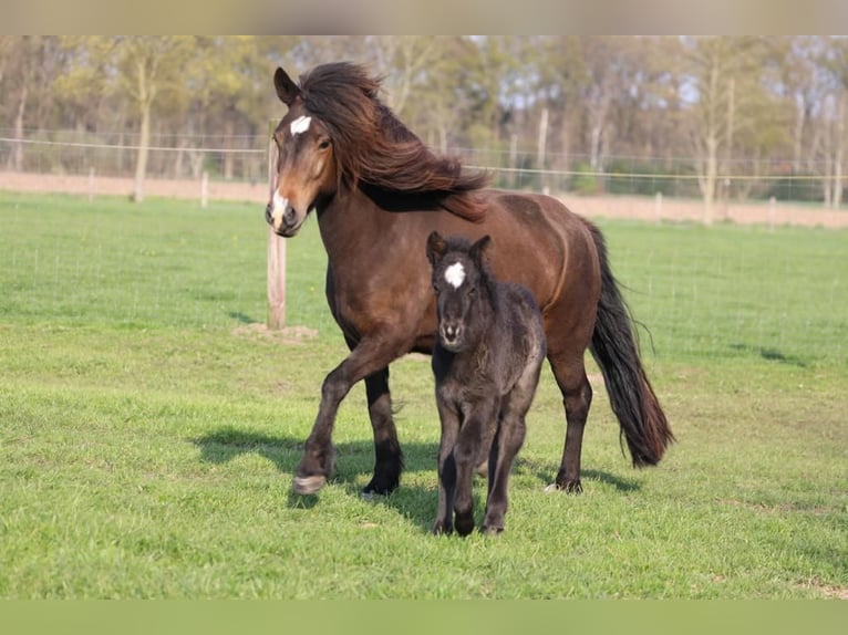 Pony Islandese Giumenta 5 Anni 140 cm Morello in LüdinghausenLüdinghausen