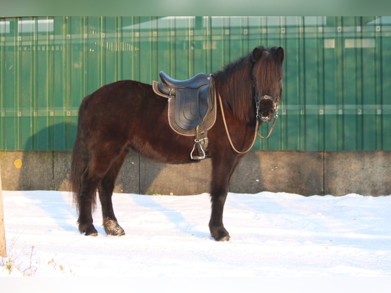 Pony Islandese Giumenta 5 Anni 140 cm Morello in Schmelz