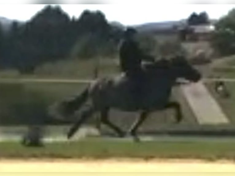 Pony Islandese Giumenta 5 Anni 140 cm Morello in Schmelz