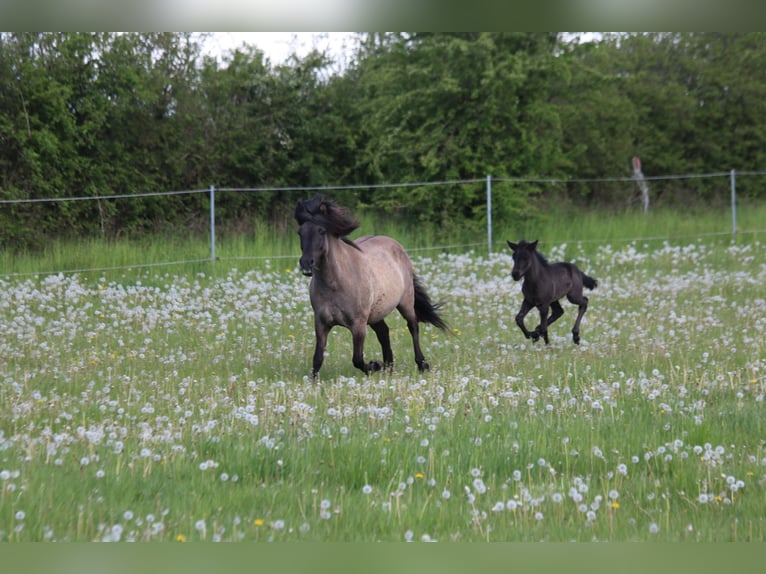 Pony Islandese Giumenta 5 Anni 140 cm Morello in Schmelz