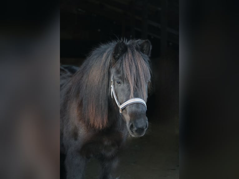 Pony Islandese Giumenta 5 Anni 140 cm Morello in Schmelz