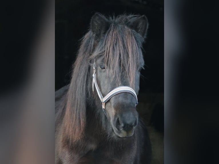 Pony Islandese Giumenta 5 Anni 140 cm Morello in Schmelz