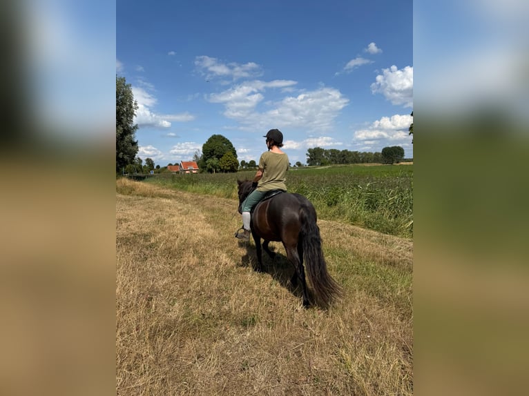 Pony Islandese Giumenta 5 Anni 140 cm Morello in Oud-Vossemeer