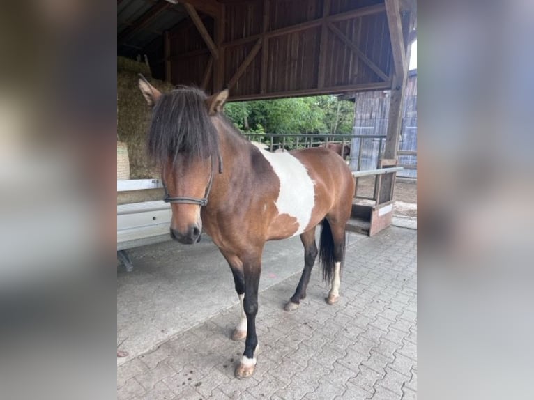 Pony Islandese Giumenta 5 Anni 140 cm Pezzato in Ulm